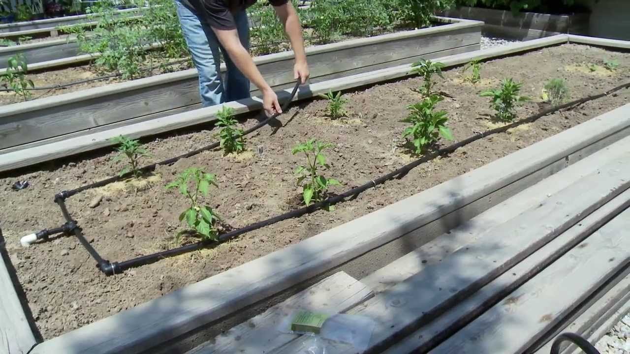 Drip Irrigation